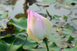 含苞待放的粉嫩荷花