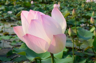 娇艳盛开的粉色荷花