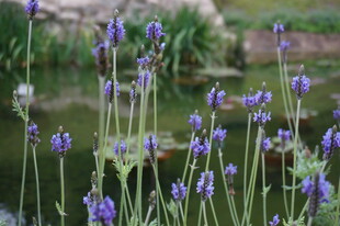 紫色薰衣草花丛美景