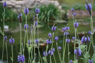 紫色薰衣草绽放于花园