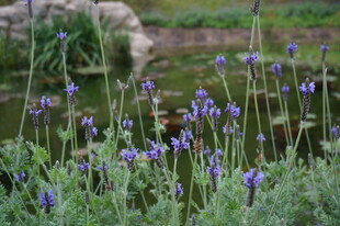 紫色薰衣草花丛中的景致