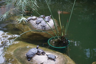 池塘边的乌龟与绿植景观