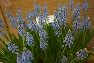 蓝紫色风信子绽放美景