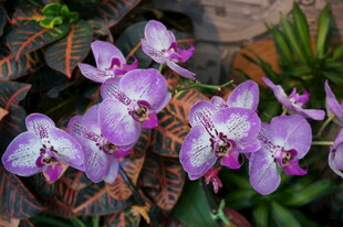 紫色蝴蝶兰绽放