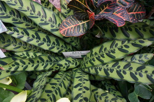 斑斓条纹叶片的独特植物