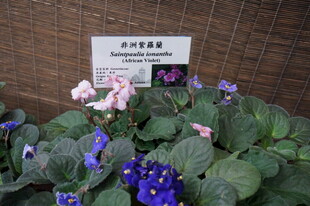 非洲堇盆栽植物展示
