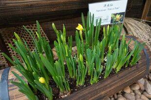 木制花箱中的黄色鸢尾花