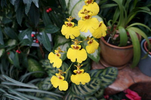 黄色兰花盆栽特写