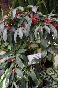 红果绿叶的观赏植物