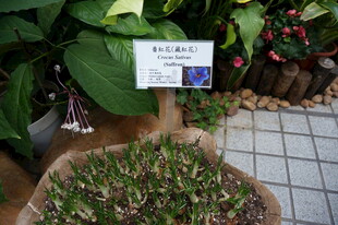 盆栽植物展示