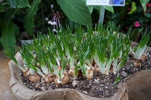 盆栽绿植 生机盎然的绿意