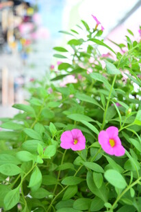 绿叶丛中的娇艳粉色小花