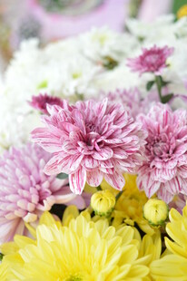 多彩菊花绽放美丽