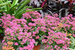 艳丽粉色花卉绽放