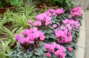 粉色仙客来与绿植相伴