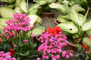 多彩花卉绽放生机