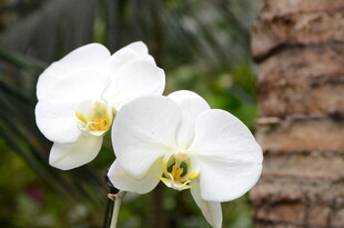 两朵洁白绽放的蝴蝶兰