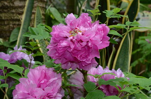 娇艳盛开的粉紫色牡丹花