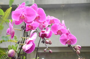 娇艳粉色蝴蝶兰绽放