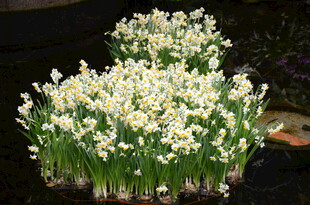 水培水仙绽放美丽花朵