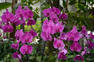 紫色蝴蝶兰绽放