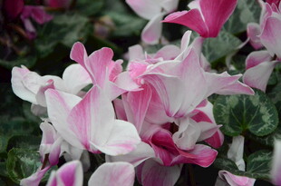 粉色仙客来花卉特写