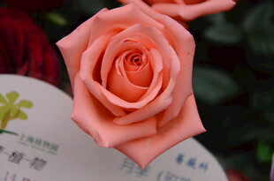 粉色娇艳玫瑰特写