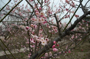 春日绽放的粉嫩桃花