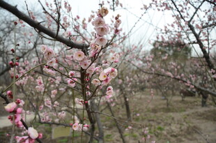 春日盛开的粉嫩桃花景色