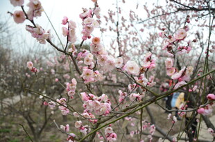 春日绽放的粉嫩桃花