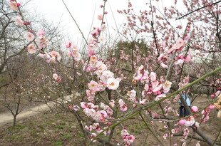 春日绽放的粉嫩桃花