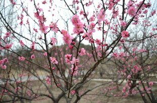 春日绽放的粉嫩桃花枝