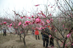 春日赏梅景