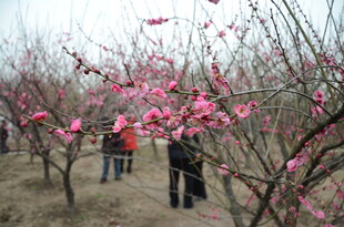 赏烂漫盛开的粉色梅花