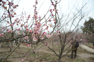 春日桃林赏景人