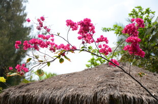 茅草屋顶上的艳丽三角梅