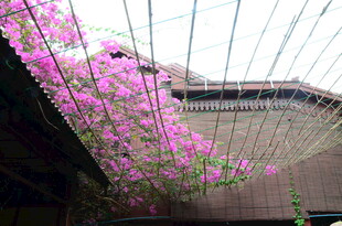 古建旁盛开的烂漫紫花