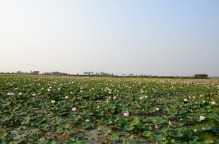 广阔荷塘绿意盎然