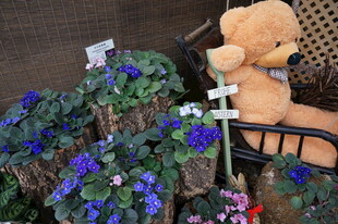 泰迪熊伴多彩花卉景观