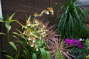 多彩花卉盆栽绽放生机