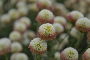 粉色球状小花特写