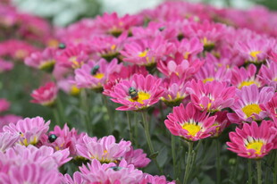 粉色菊花绽放美景