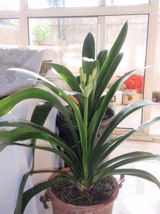 室内绿植虎皮兰盆栽