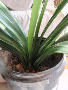 盆栽绿植君子兰特写