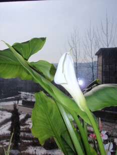 白色马蹄莲特写