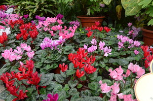 多彩仙客来花卉景观