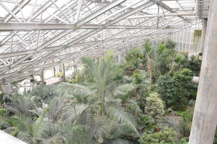 温室中的多样绿植景观