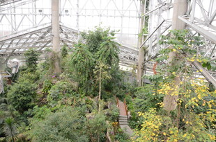 温室中的繁茂植物景观