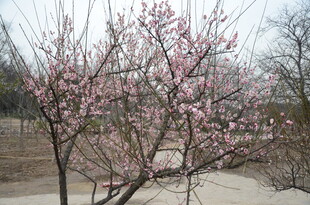 春日绽放的粉嫩桃花树