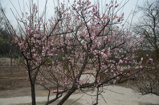 春日绽放的粉嫩桃花树